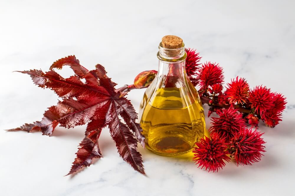 Castor,Oil,Bottle,With,Castor,Fruits,,Seeds,And,Leaf.,Ricinus