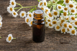 A,Bottle,Of,Tincture,With,Fresh,Feverfew,Flowers