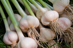 Fresh Garlic