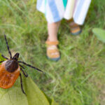 Dangerous,Deer,Tick,And,Small,Child,Legs,In,Summer,Shoes