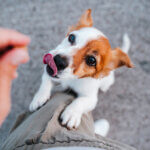 Cute,Small,Jack,Russell,Terrier,Dog,Standing,On,Two,Paws